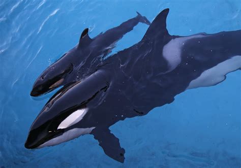 Rare Fight At Sea Between Top Predators Sees Killer Whales Attack And