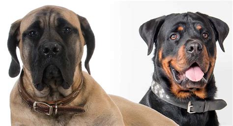 If you are looking to adopt or buy a bullmastiff take a look here! Rottweiler Mastiff-Mix - ein Hund, das größer ist als das ...
