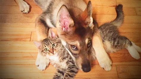 Cute Cats And Dogs 😻🐶 Cats And Dogs Friendship Full
