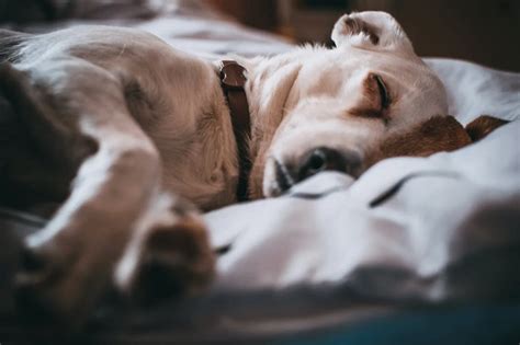 How Many Hours Do Dogs Sleep Bunty Pet Products