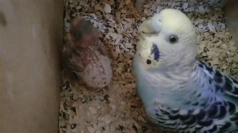 Baby Budgie Hatching Youtube