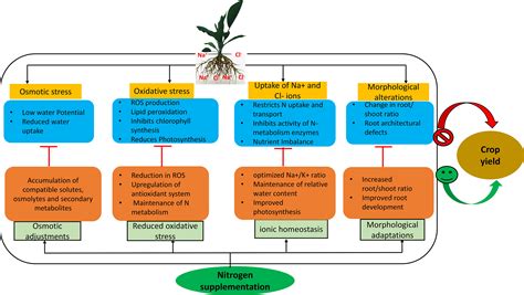 Frontiers Sustaining Nitrogen Dynamics A Critical Aspect For