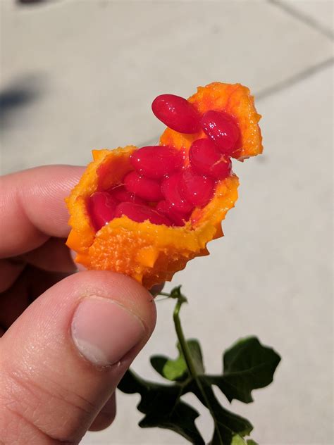 Found This Orange Spiky Fruit With Bright Red Seeds In Ft Lauderdale