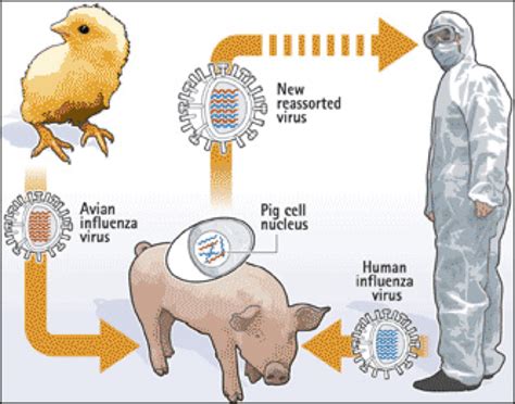 Bird Flu In Humans Avian Influenza Wikipedia