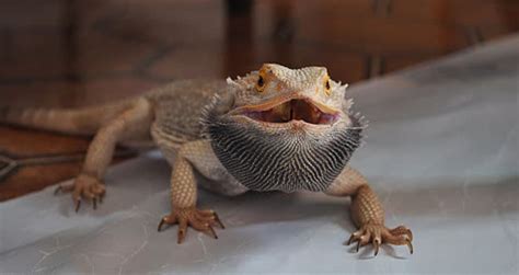 Top 10 Reasons For Bearded Dragon Black Beard With Pictures