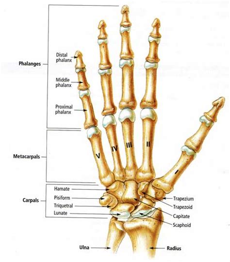 Anatomy Of A Left Hand