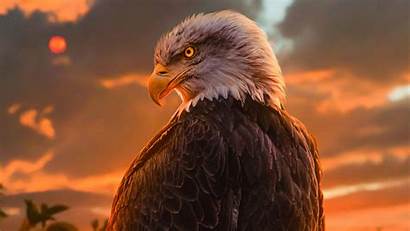 Eagle 4k Bald Laptop Wallpapers Wild Aguia