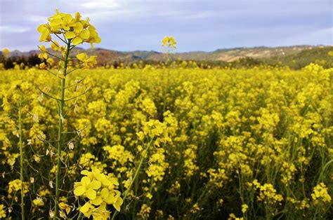 Field Of Mustard Flowers Photograph By Justin Smith Fine Art America