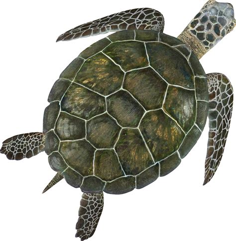 Turtle Png Transparent Turtlepng Images Pluspng