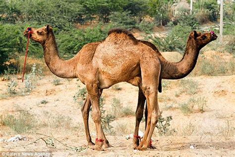 So, what can be the third humed? One Hump or Two?