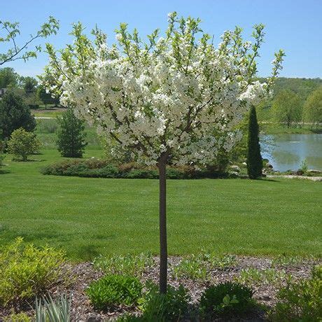 It's an excellent choice to feed and shelter wildlife, who love the fruits which sweeten as they freeze and thaw, karam says. Lollipop® Crabapple in 2020 | Small ornamental trees ...