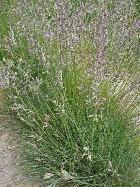 Festuca Ovina Sheeps Fescue Grass Species Ornamental Grasses Fescue