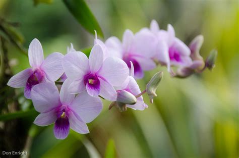 Affordable and search from millions of royalty free images, photos and vectors. Singapore: Orchid Heaven - Don Enright