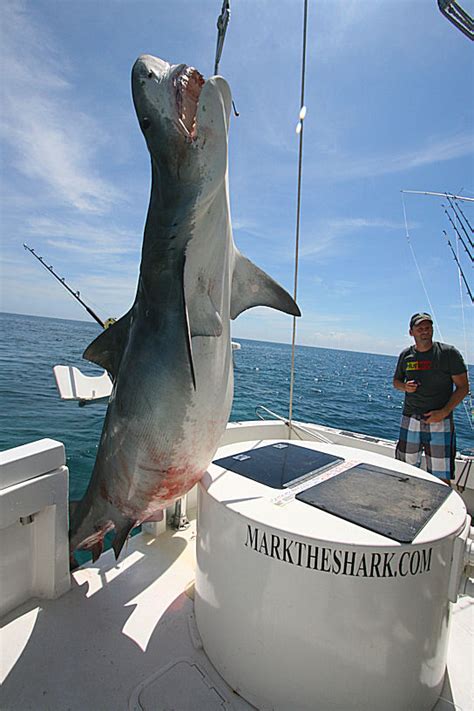 Miami Angler Lands Giant Tiger Shark Shark Year Magazine