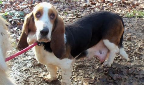 Bessie 2 6 Year Old Female Basset Hound Dog For Adoption