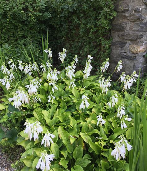 The Surprising Beauty Of Hosta Flowers — Enchanted Gardens