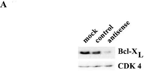 Enforced Downregulation Of Bcl Xl In The Ras Transformed Cells With The