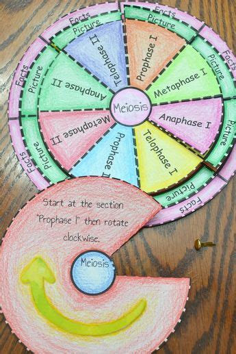 My Classroom Blog Meiosis