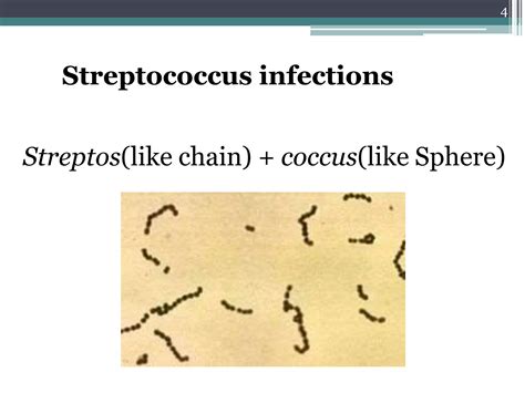 Solution Lecture 4 Streptococcal Infections 1 Studypool
