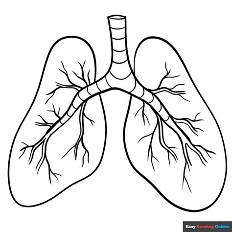 Lungs Coloring Page Easy Drawing Guides