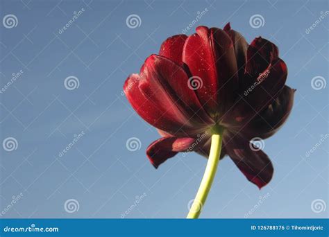 Purple Velvet Tulip Stock Photo Image Of Background 126788176