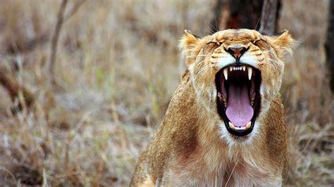 Lion Yawning Cats Lions Animals Hd Wallpaper Peakpx