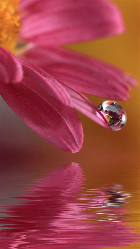Hd Wallpaper 92 Water Drop Photography Flowers Photography Water