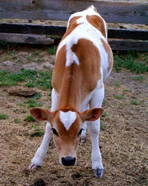 1179 Best Cows Images On Pinterest Cow Hereford Cattle