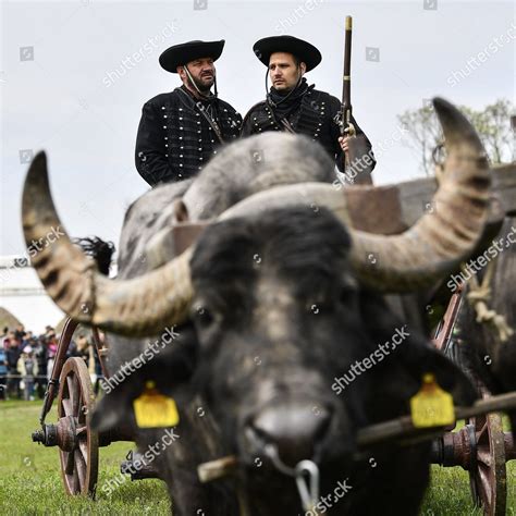 Traditionkeepers Dressed Outlaws Sit On Buffalo Editorial Stock Photo