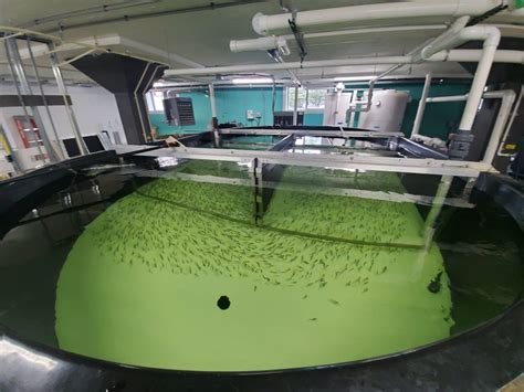 The Farmory Is Indoor Fish Farming A Viable Way Of Tackling Declining
