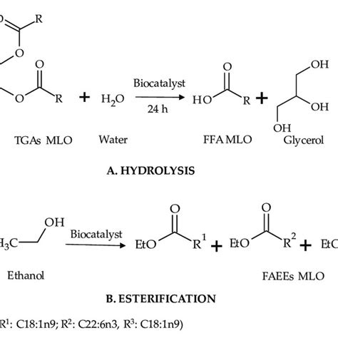 Pdf Sustainable Synthesis Of Omega 3 Fatty Acid Ethyl Esters From