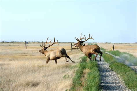 On The Camas National Wildlife Refuge Near Hamer Idaho Elk Pictures