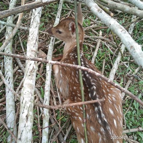 Anak Rusa Tutul di Taman Kehati, Lahir di Tengah Pandemi Covid-19