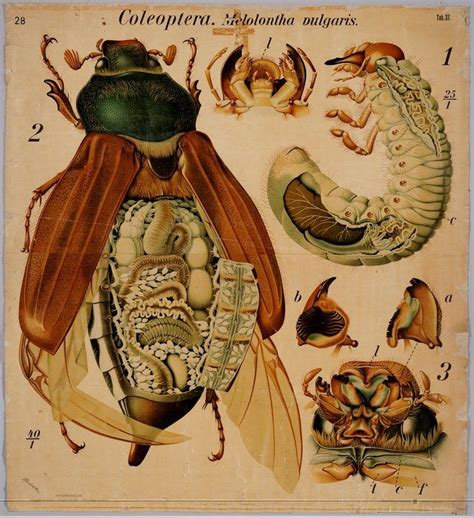 Vintage Insect Anatomy Art And Illustration Medical Illustration