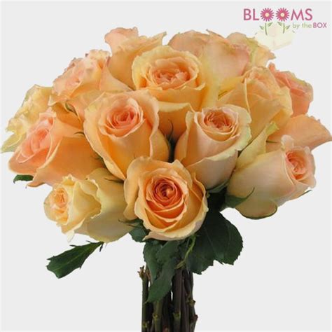 Rose Peach 40 Cm Wholesale Blooms By The Box