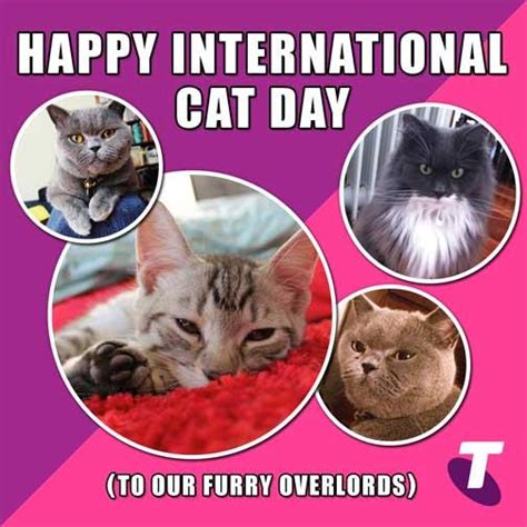 18 hours ago · international cat day is celebrated every year on august 8. Happy international cat day to all the cats and cat lovers ...