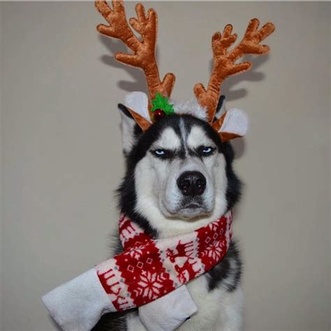 Christmas Photoshoot Gone Wrong Husky Refuses To Pose Our Funny