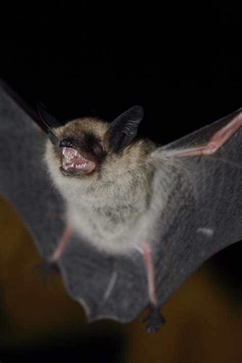 Fringed Myotis Wildlife Of Boyd Lake State Park · Inaturalist