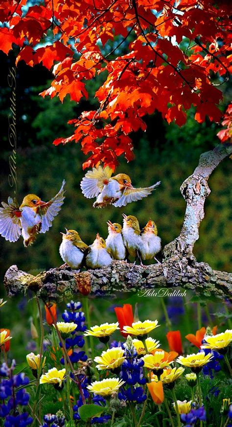 Birds Flowers Nature Wallpapers Top Free Birds Flowers Nature