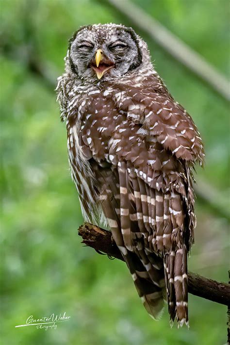Laughing Barred Owl Photograph By Gunter Weber Fine Art America