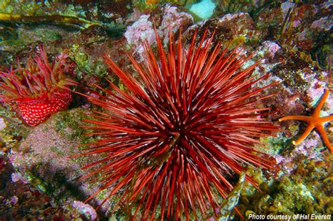 Olympic Coast Library Red Sea Urchin