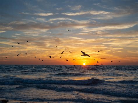 Wallpaper Sea Waves Sunset Birds Hd Widescreen High Definition