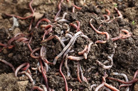Why Are Worms Good For Soil