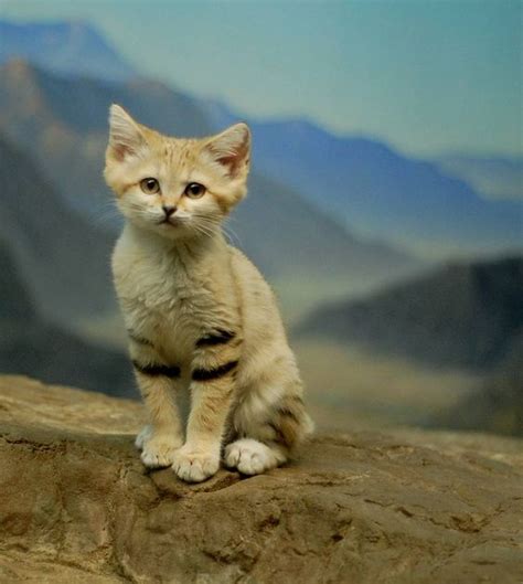 9 Things You Didnt Know About The Sand Cat Pets Search And The