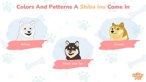 8 Signature Colors And Patterns Of Shiba Inu The Goody Pet