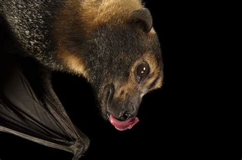 A Bat With Its Mouth Open And Its Tongue Out On A Black Background