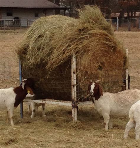 Fresh 65 Of Round Bale Hay Feeders For Goats Specialsonlg37lb5df3780377