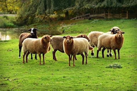 sheep diseases symptoms treatment guide agri farming