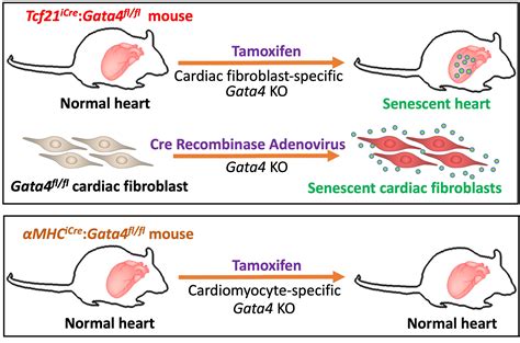 Cells Free Full Text Induction Of Senescence By Loss Of Gata4 In