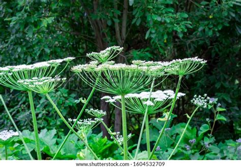 Close Poisonous Giant Hogweed Plants Stock Photo 1604532709 Shutterstock
